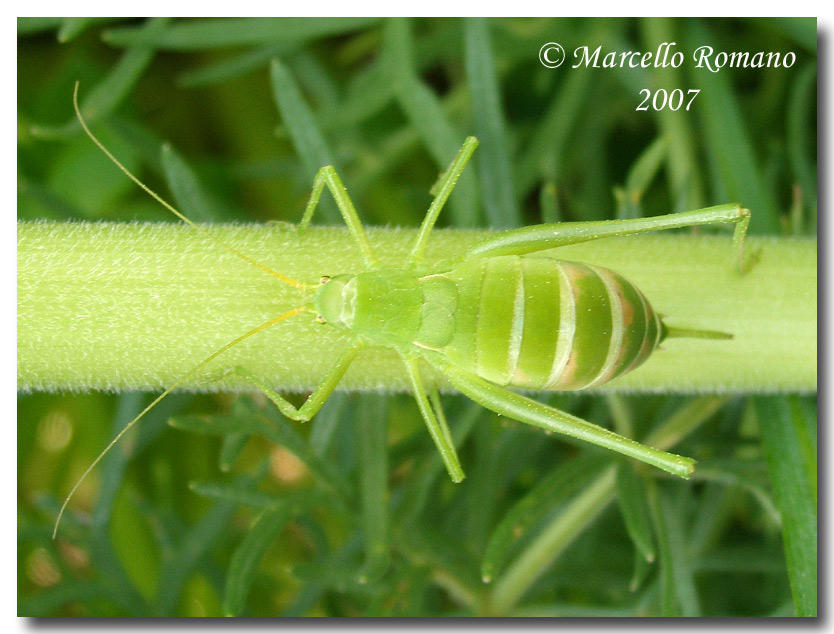 La femmina dell'' Odontura arcuata (Orth., Phaneropteridae)